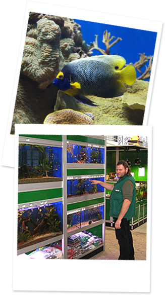 Zwei Bilder die leicht übereinander liegen, das eine zeigt einen Fisch, das andere zeigt einen Lambert Fachmann vor einem Aquarium